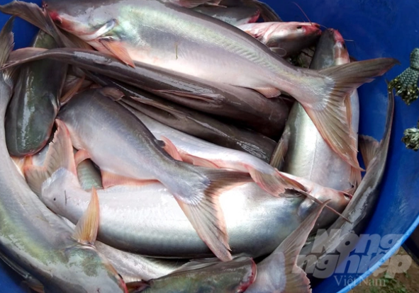 Pangasius exports to China more than doubled in the first 10 months of the year. Photo: Son Trang